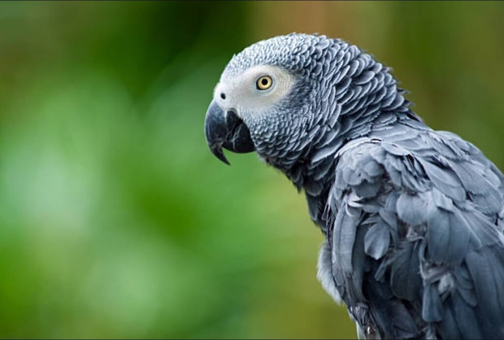 parrot forum